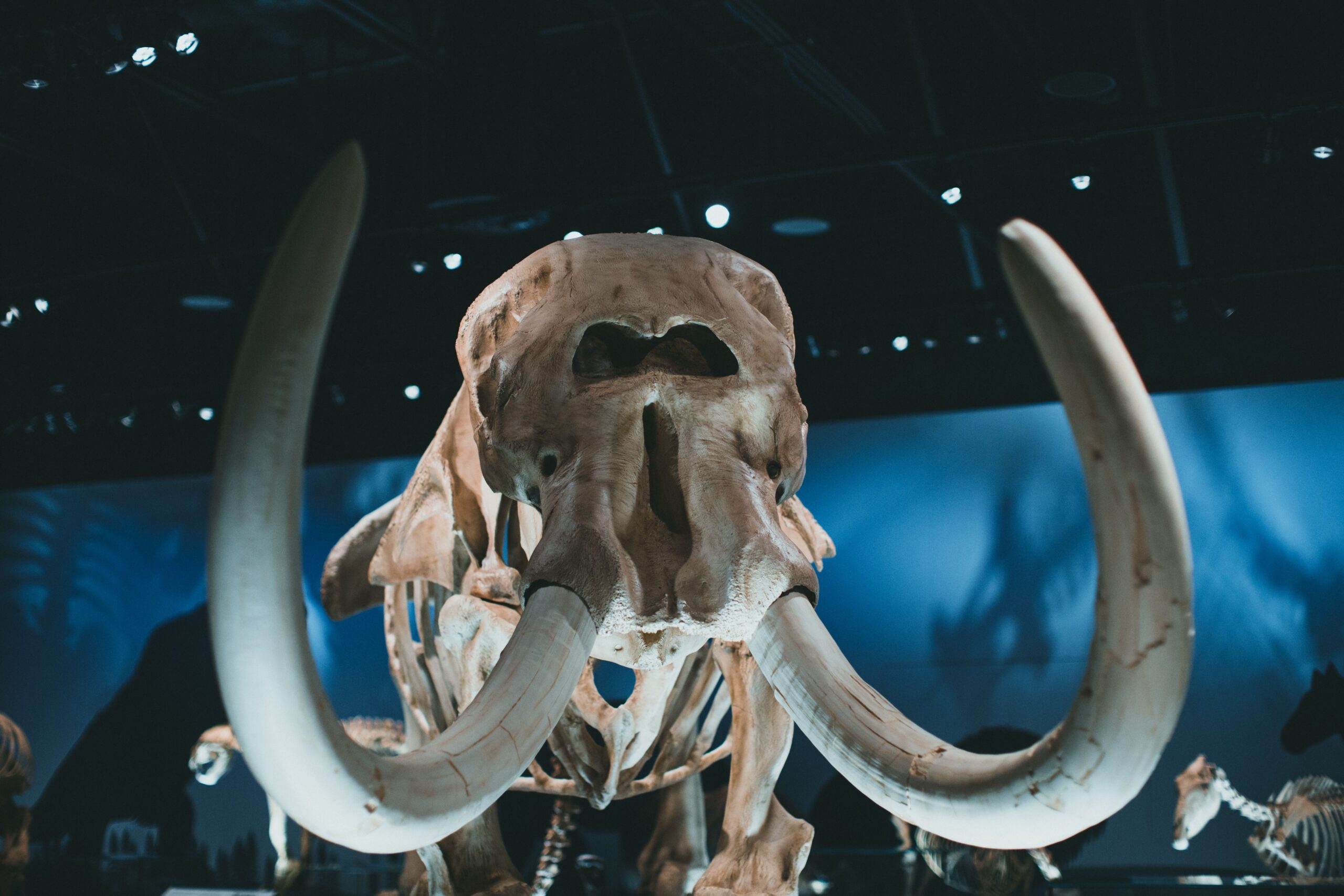 Mammoth floats out of the Danube River
