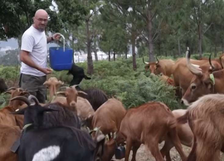 Spain Brings Goats and Cows Back to Mountains as Ancient Fire Protection Method